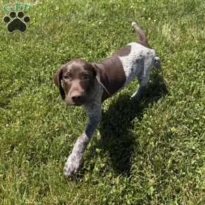 Wayland, German Shorthaired Pointer Puppy